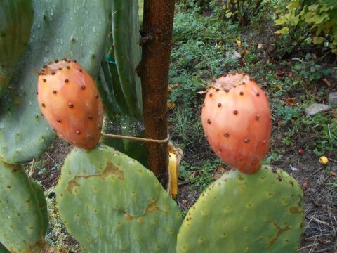 images/stories/virtuemart/product/DSCN2203 (Custom)